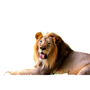 A Majestic Lion With Its Tongue Out Relaxed On Grass, Capturing The Essence Of Wildlife. 12930 - Cat PNG image with transparent background